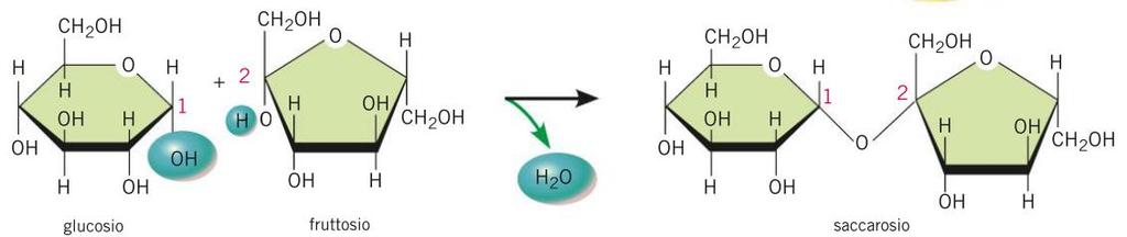 I disaccaridi Mediante reazione di condensazione si possono ottenere i disaccaridi, formati da due monosaccaridi