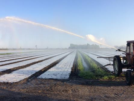 Nelle zone di produzione: provincia di Venezia: Chioggia; provincia di Rovigo: Rosolina. 48 terra vita n. 21-2018 29 giugno Periodo raccolta dal 1 aprile al 15 luglio.