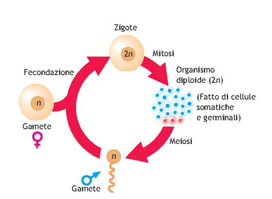 La meiosi La meiosi è un processo mediante il quale una cellula eucariotica con corredo cromosomico diploide (2n) dà origine a quattro cellule con corredo cromosomico aploide