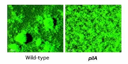 solide che nell interazione cellula-cellula Cell-surface interaction Cell-cell aggregation pili di tipo I curli recettore del mannosio fibronectina Ma la funzione di questi fattori è sicuramente più