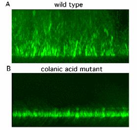 Numerose mutazioni non inibiscono la formazione di biofilm, ma ne alterano le caratteristiche La formazione di biofilm è correlata con la coniugazione ed il trasferimento