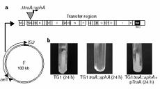 orizzontale Permette di trasferire plasmidi coniugativi, (evtl.