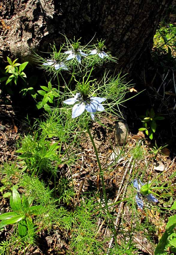 Nigella Damascena