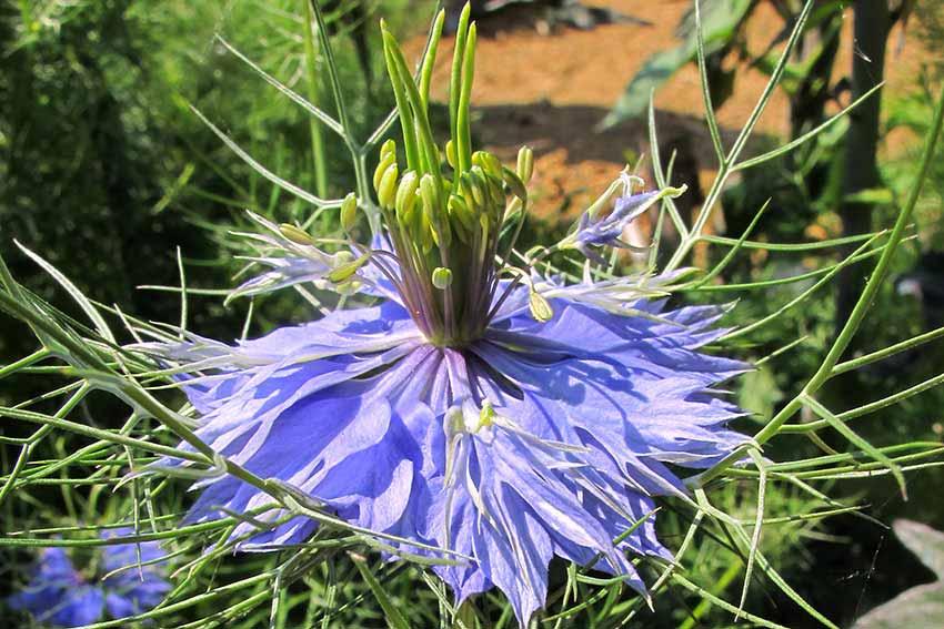 Nigella Damascena Damigella scapigliata, Anigella,