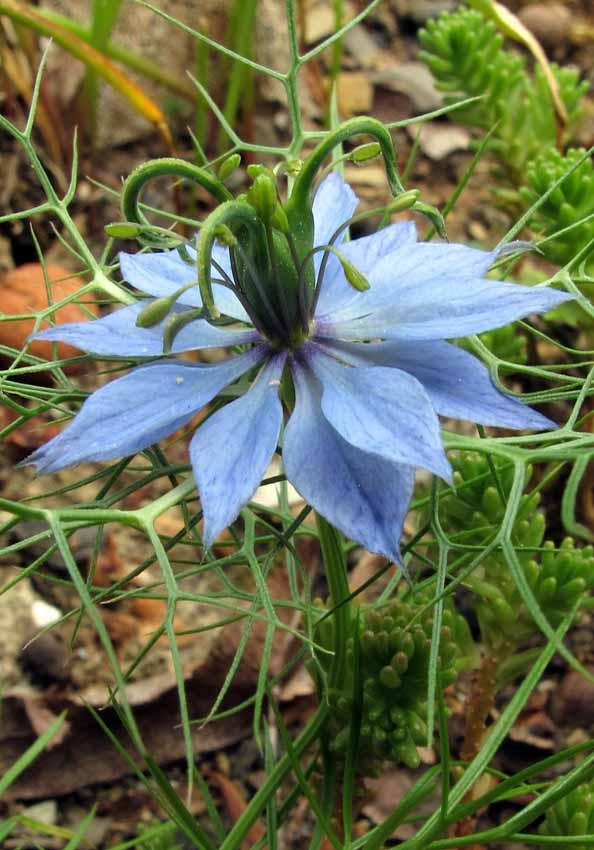 La Nigella è una pianta annuale che in Italia si trova nei campi; fiorisce, allo stato selvatico, nel mese di giugno e fruttifica in settembre, producendo quei palloncini che, secchi, si conservano