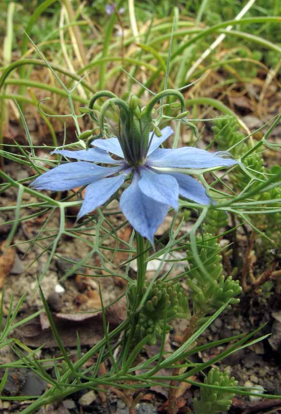 Nigella Damascena