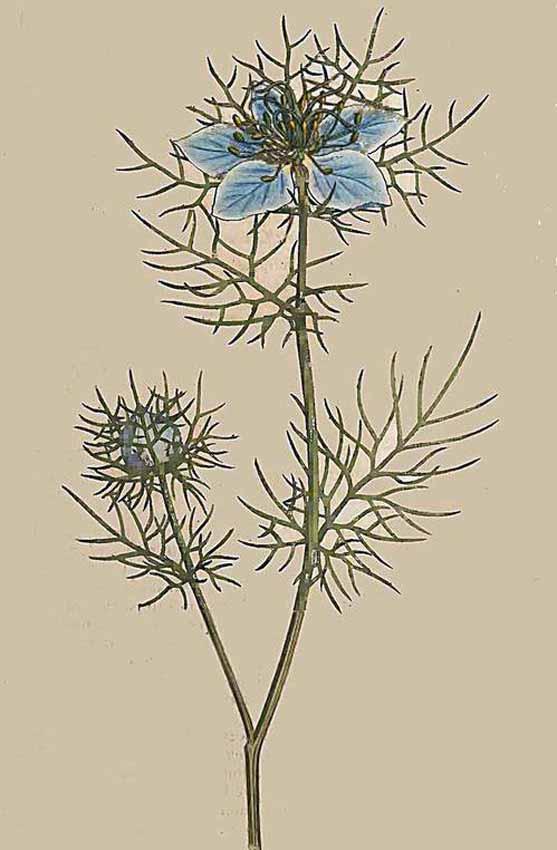 Nigella Damascena