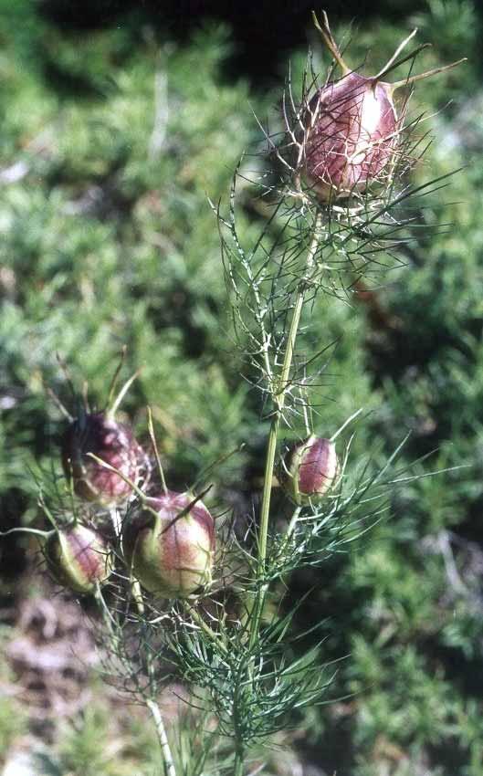 Nigella Damascena