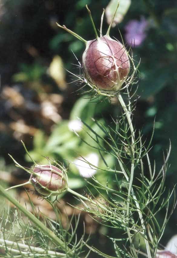 Anigella, Fanciullaccia,