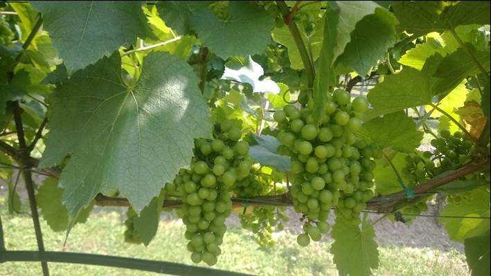 Si prevedono i primissimi acini invaiati entro la fine della prossima settimana per i vitigni bianchi a Darfo. Si conferma l anticipo di circa 6-7 giorni rispetto al 2014.