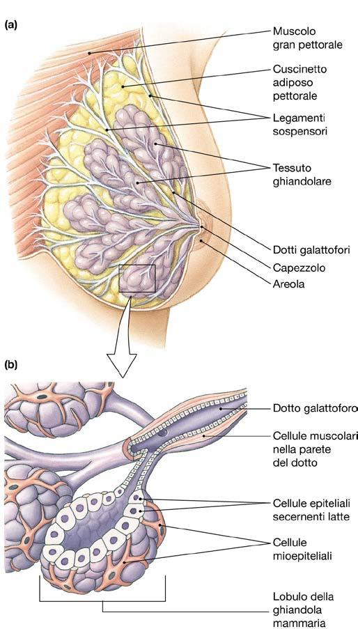 5. Petto