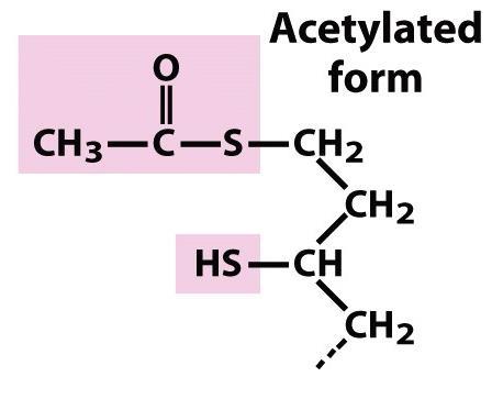 ACIDO LIPOICO Acido carbossilico a 8 atomi di carbonio con due gruppi tiolici in C-6 e C-8. Viene sintetizzato dagli animali.