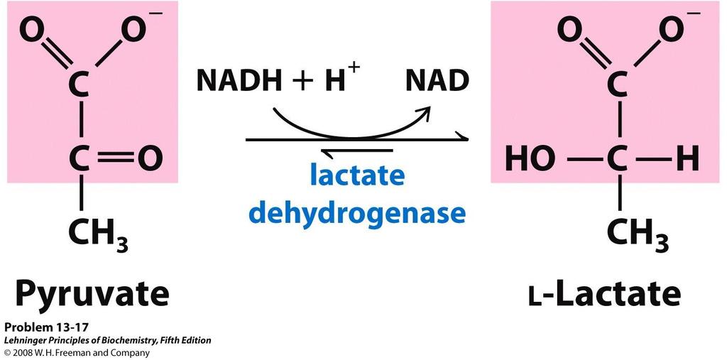 Uno ione idruro :H - è trasferito dal C-4 del NADH al C-2 del piruvato R + H + Lattato deidrogenasi Piruvato L-lattato