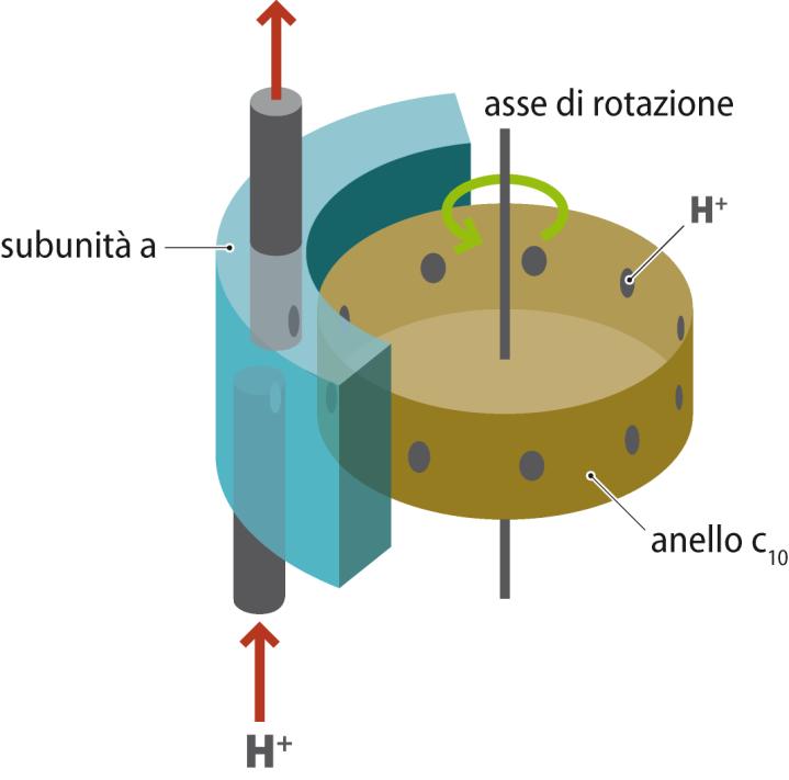 I protoni si muovono secondo gradiente attraverso un canale d ingresso creato dalla subunità a e raggiungono il cilindro c 10.