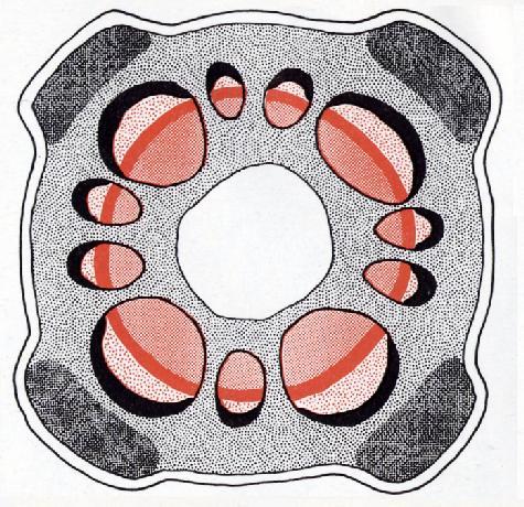 Struttura primaria