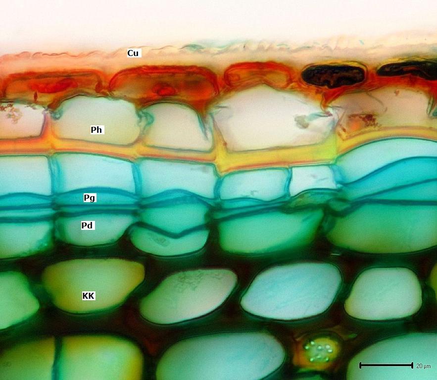 Epidermide Sughero o Fellema (Ph)