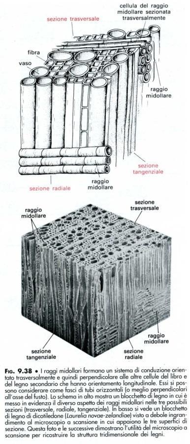 Per capire le caratteristiche del legno utilizzando un microscopio ottico