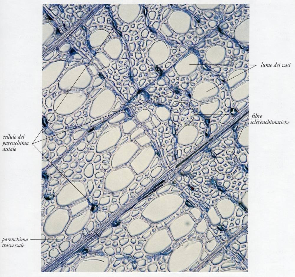 (XILEMA SECONDARIO o) LEGNO ETEROXILO Vasi Fibre Parenchima: - cellule del legno (sistema assiale) - raggi midollari (sistema radiale) Sezione trasversale Tanti tipi di legno, distinti in base a vari
