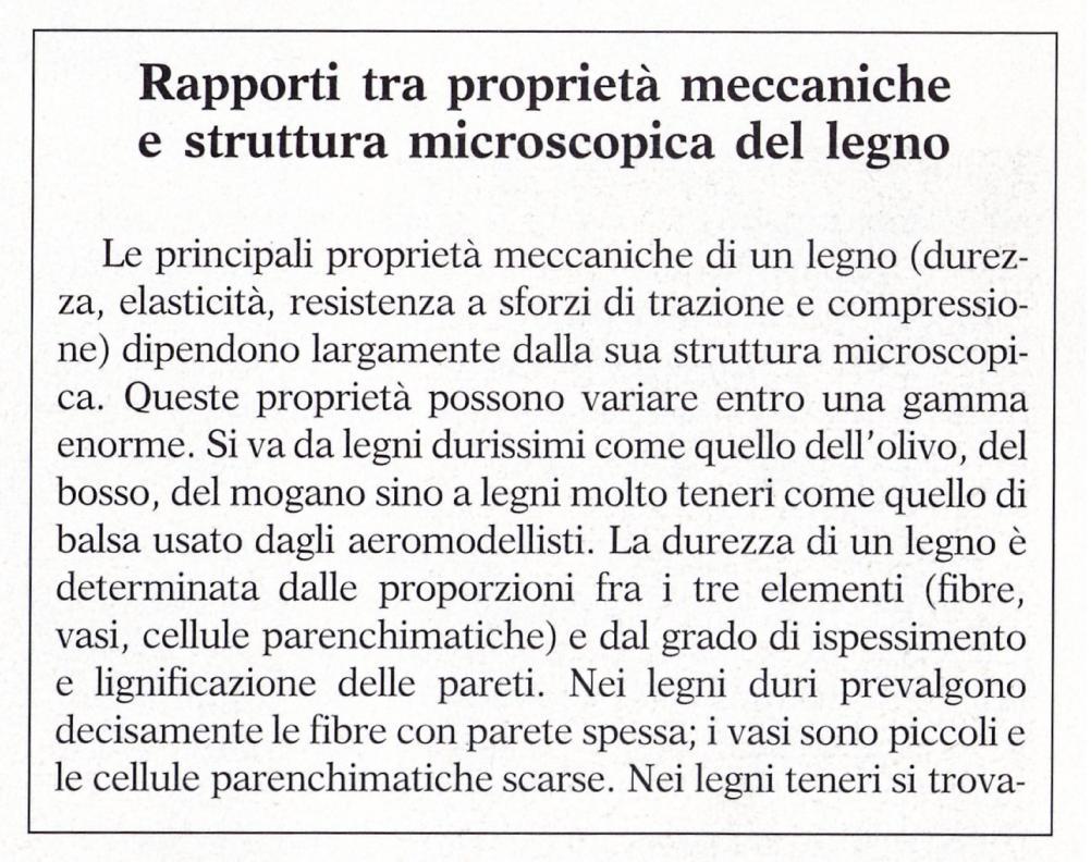 Durezza del legno: determinata dalle proporzioni fra i 3 tipi di cellule e grado di ispessimento e lignificazione delle pareti Legni duri (es.