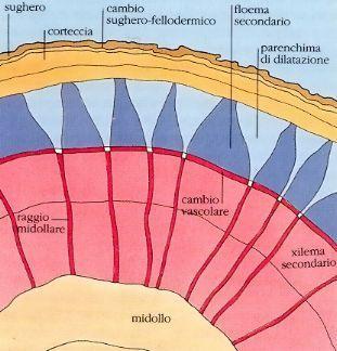 Nei primi anni, a causa della mancata crescita del libro più vecchio (e quindi più esterno) e della sua lacerazione, si vengono a creare degli spazi che vengono occupati da cellule