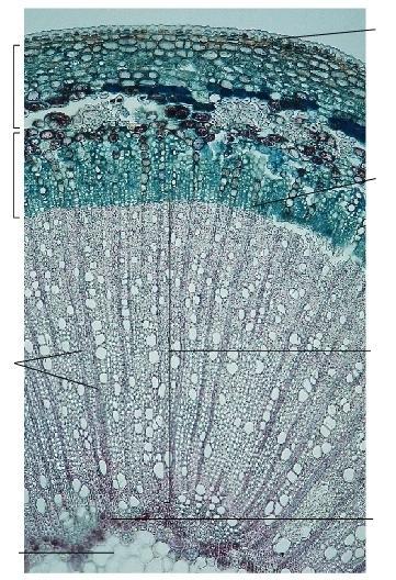 epidermide corteccia libro (floema secondario) raggi midollari cambio cribro-vascolare legno (xilema secondario) residui dello xilema primario midollo Fusto di pruno (Prunus sp.