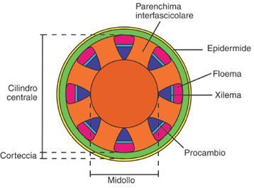 L'organizzazione del fusto primario è varia, ma nelle Spermatofite si riconduce a 2 Raggio midollari tipologie principali, in base alle caratteristiche del