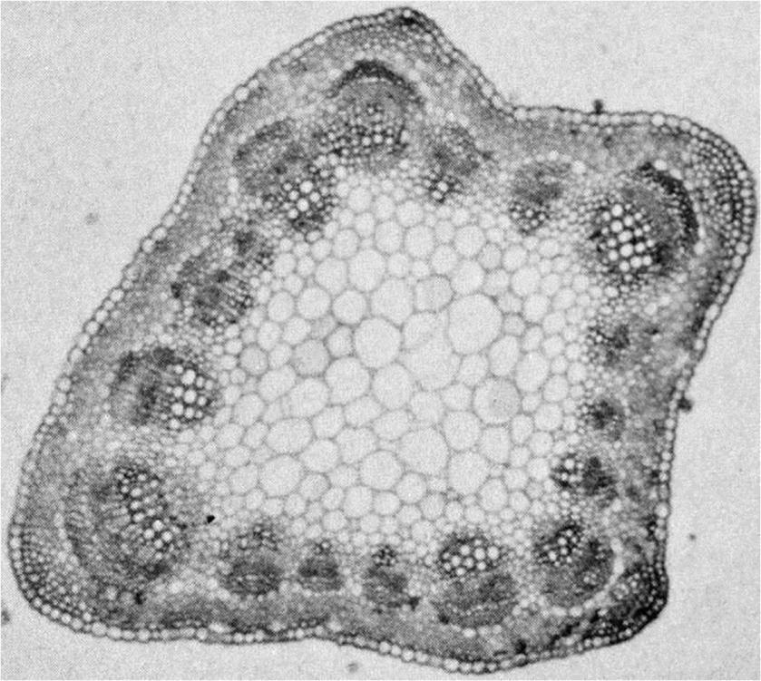 Dicotiledoni Epidermide Collenchima in cordoni Parenchima corticale Fascio collaterale aperto Raggio midollare Parenchima midollare