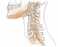 CERVICALE C A R A T T E R I S T I C H E è quella zona che va dalla base del collo all'attaccatura delle spalle, composta da 7