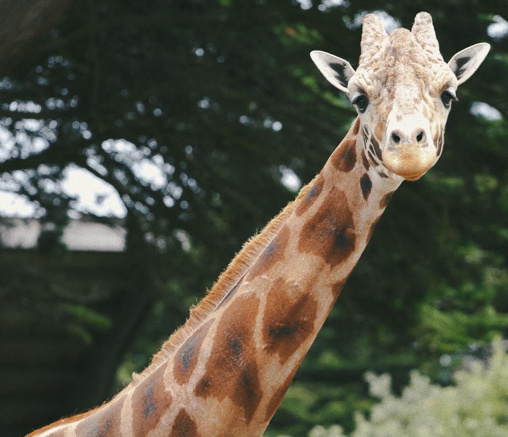 COLLO DA GIRAFFA? Se vuoi anche tu un collo sciolto e flessibile, abbiamo una bella notizia: Non è necessario essere una giraffa!