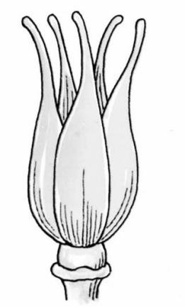 Pistillo ( gineceo) Pistilli apocarpici: in un fiore sono
