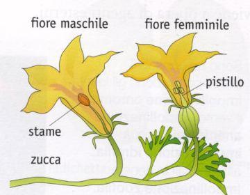 diclini (staminifero) (pistillifero) I fiori unisessuali possono