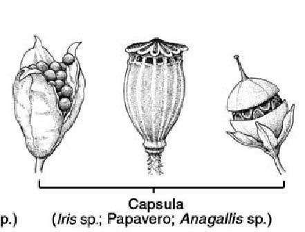 Frutti secchi deiscenti Capsula deriva da ginecei bi- o pluri-carpellari, che si