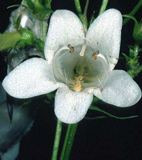 Rosaceae) o zigomorfi se gli elementi hanno invece una simmetria