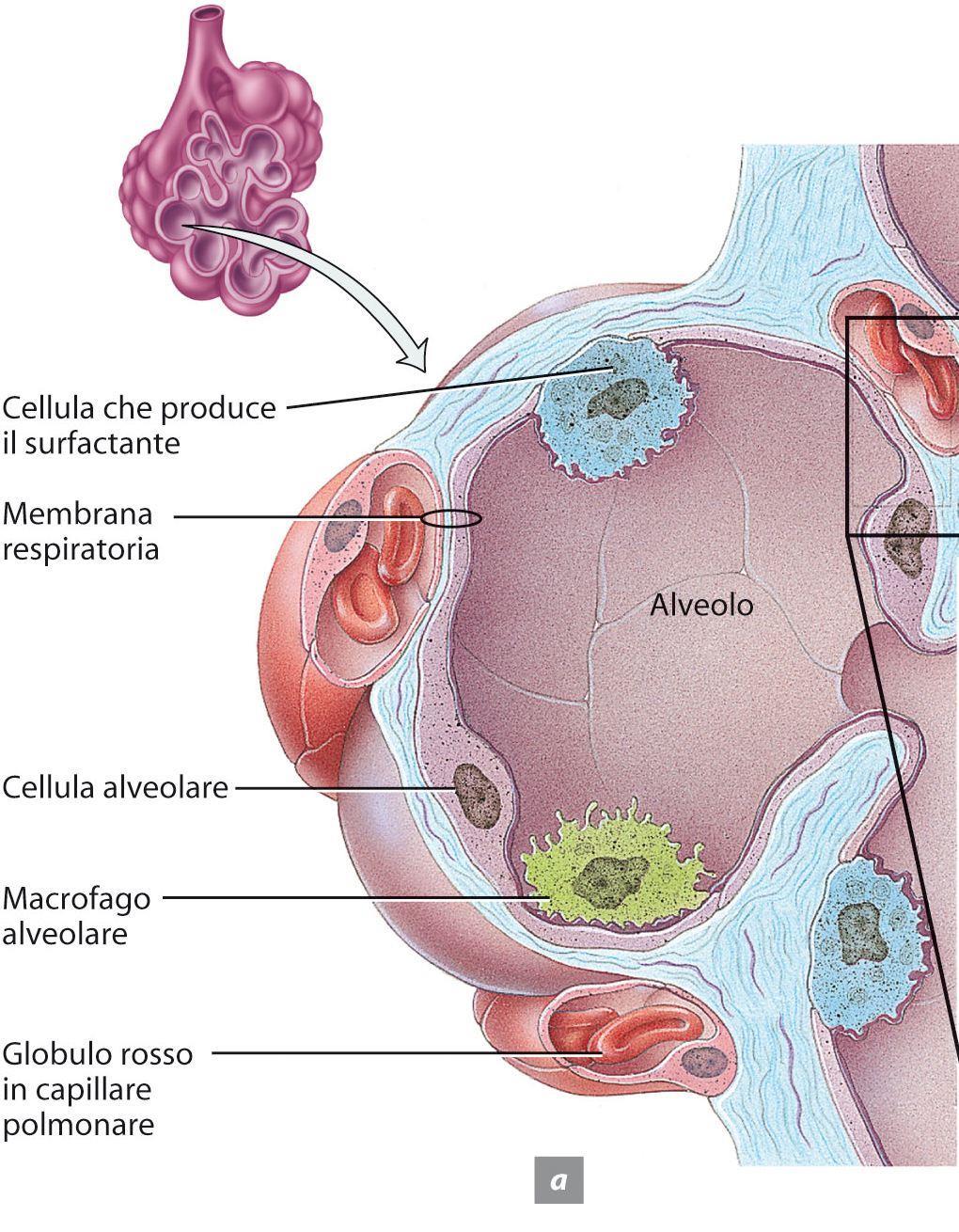 3. Gli organi dell apparato respiratorio inferiore Ogni alveolo
