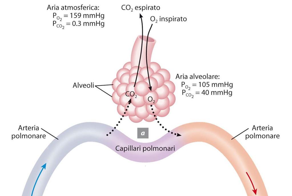 5. Lo scambio dei gas La respirazione esterna, detta scambio gassoso polmonare, comprende la diffusione di O 2 dall aria