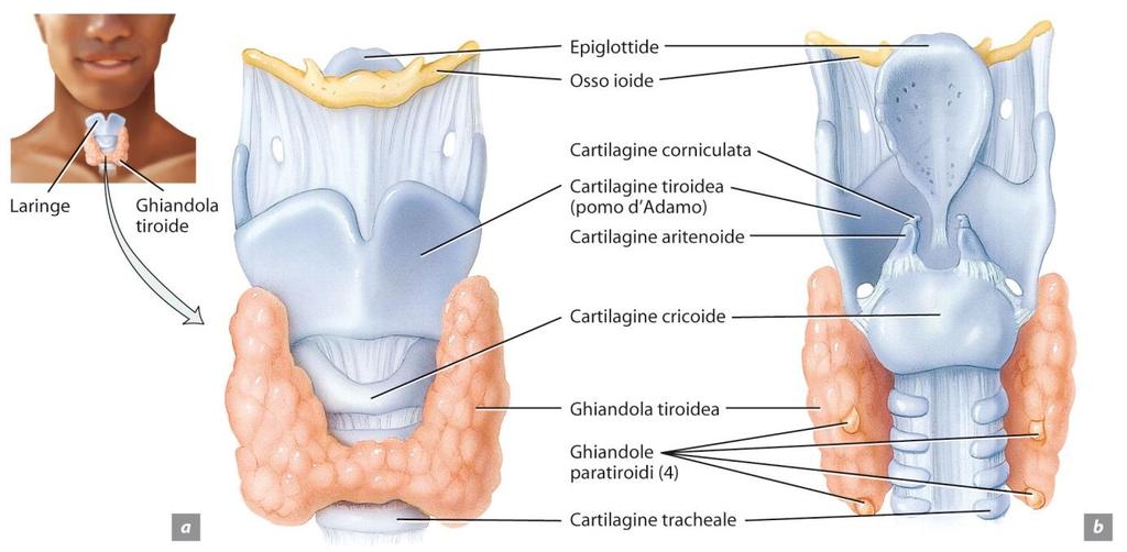 2. Gli organi dell apparato respiratorio superiore La laringe, o scatola della voce, è un organo cavo a