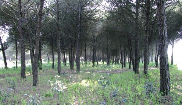 Le piante del litorale sabbioso e i loro adattamenti Codice attività: VV04 / Itinerario naturalistico con laboratorio didattico alla scoperta di ValleVecchia e dei suoi diversi ambienti.