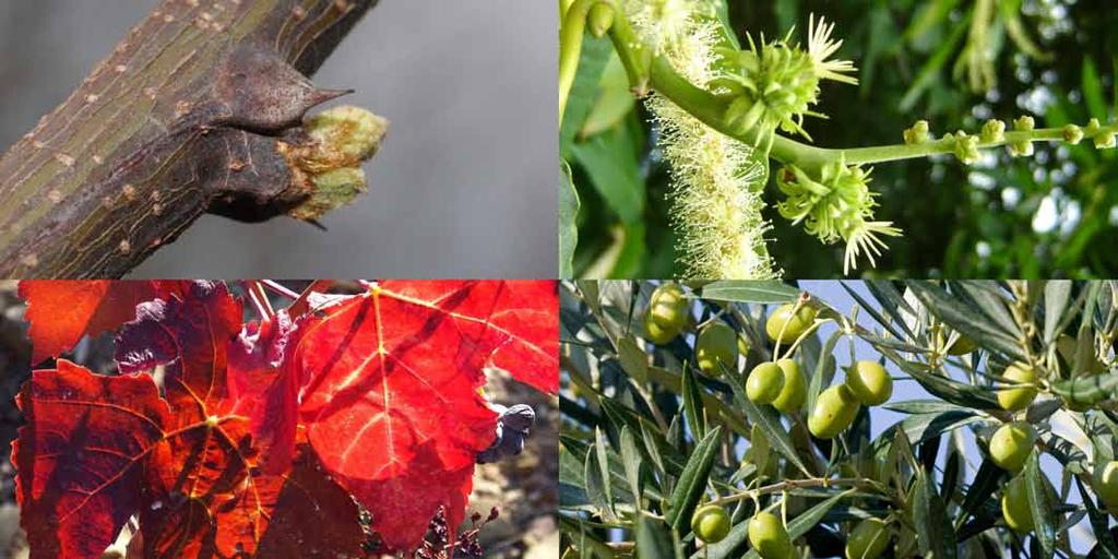 Agrometeo BOLLETTINO FENOLOGICO PHENOLOGICAL BULLETIN 31 maggio 2018