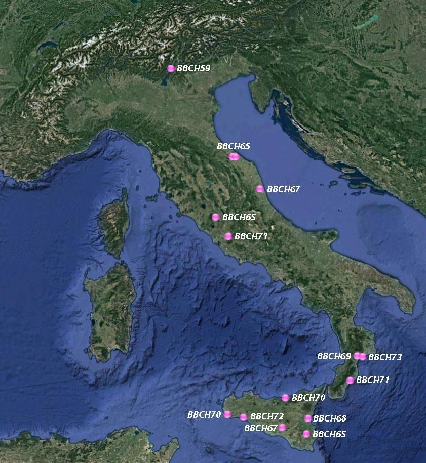 Olivo - Olive CARTA DEI RILIEVI Olea europaea L. Questa settimana abbiamo ricevuto 15 osservazioni per Olea.