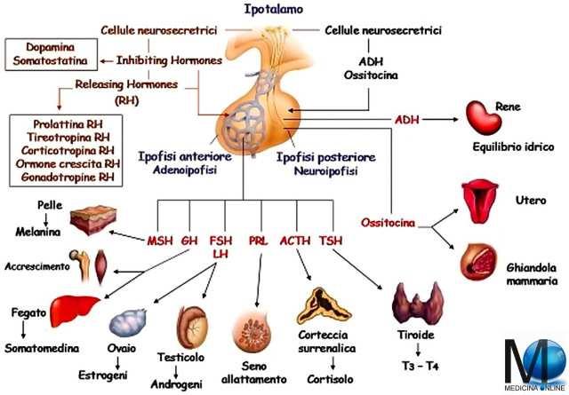 GESTIONE CLINICA Si richiedono esami ormonali biochimici e strumentali : IGF1 TSH, FT4 LH, FSH, testosterone DHEAS, 17 OH P ACTH, cortisolo