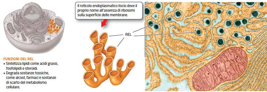 Il reticolo endoplasmatico può essere ruvido o liscio Il reticolo endoplasmatico liscio (REL)