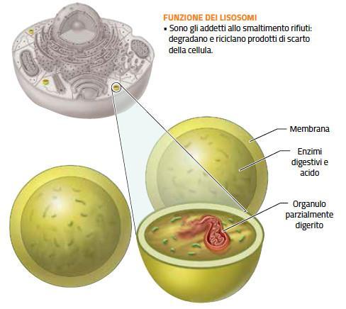 I lisosomi e i perossisomi I lisosomi sono vescicole che si formano dall apparato di Golgi; contengono enzimi digestivi che consentono alla cellula di