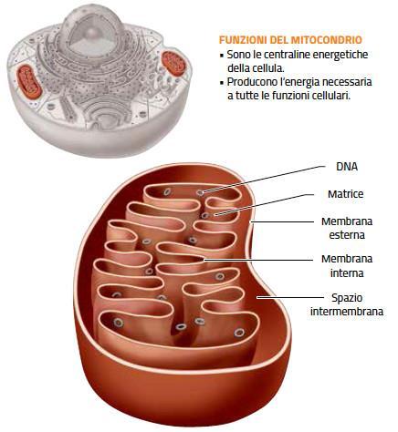 I mitocondri sono i convertitori di energia della cellula I mitocondri contengono un proprio DNA e ribosomi.