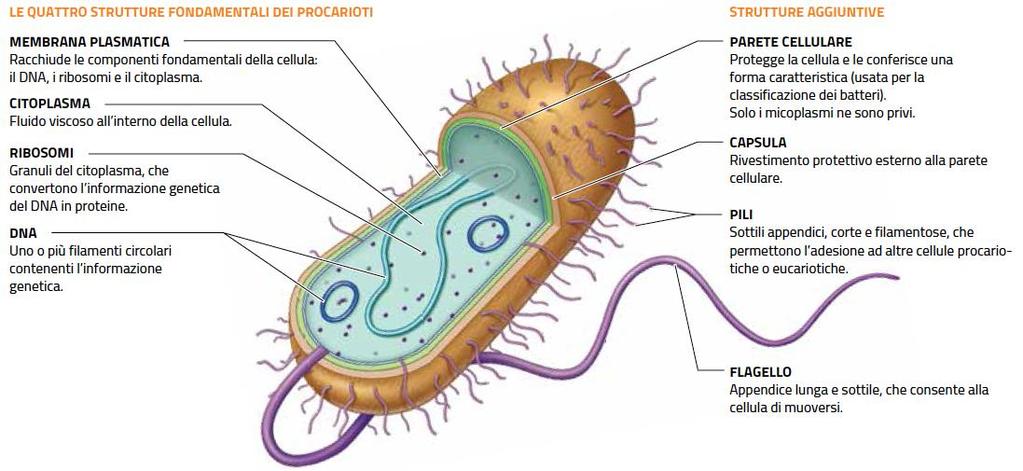 Come sono fatte le cellule procariote Le cellule procariotiche hanno sempre quattro strutture: membrana plasmatica,