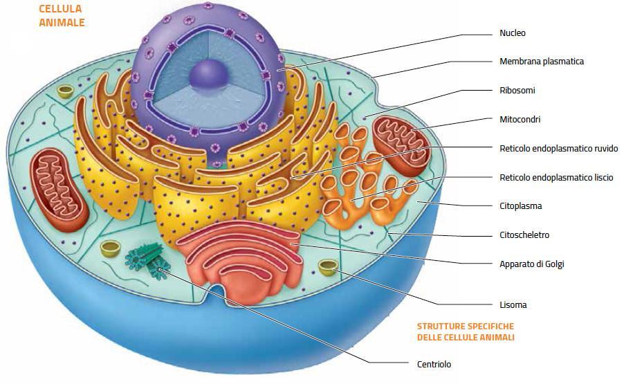 Le cellule eucariotiche