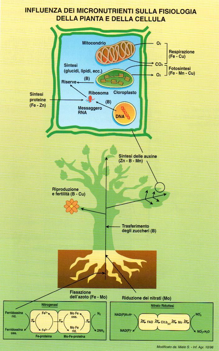 I micronutrienti: ruolo nella pianta I micronutrtienti