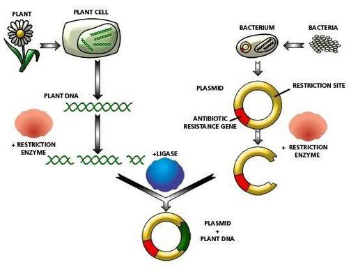 Molecular