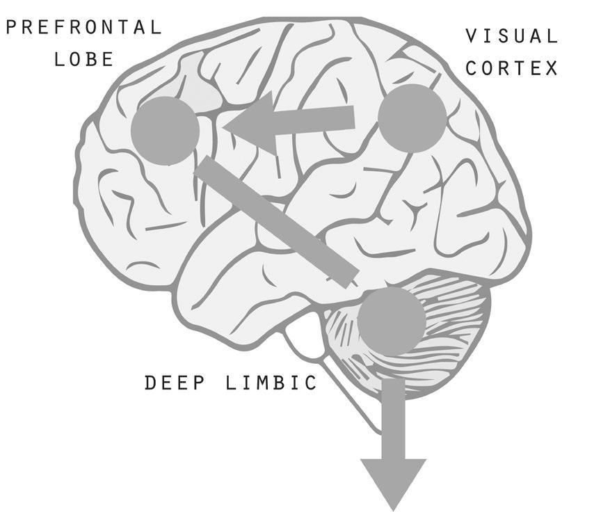 Modalita' normale Reagisce lentamente (in un secondo) Gli impulsi visivi vengono trasmessi al centro di comando della corteccia prefrontale, dove vengono