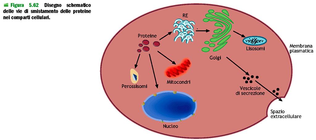 Smistamento delle proteine nei compartimenti