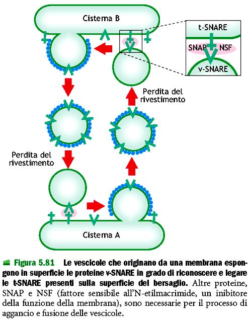 Le proteine SNARE